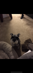 Lost Male Dog last seen Hamilton, Pontchartrain Blvd, Hollygrove, New Orleans, LA 70118
