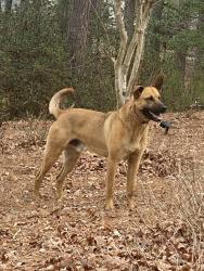 Found/Stray Male Dog last seen Wellington and cool springs rd, Sanford, NC 27330