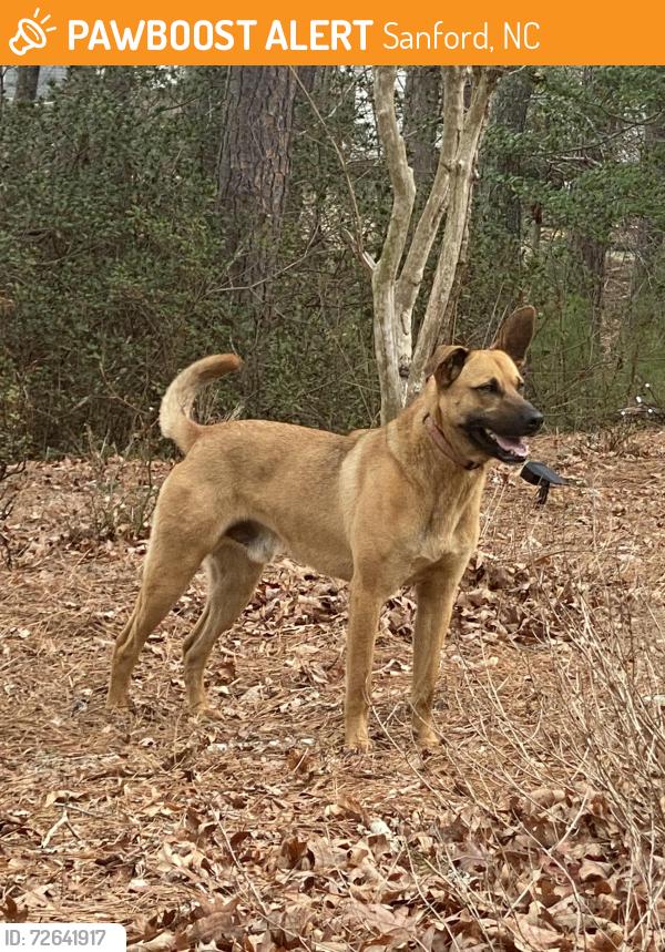 Found/Stray Male Dog last seen Wellington and cool springs rd, Sanford, NC 27330