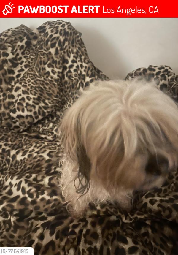 Lost Male Dog last seen Gault Street and St Claire Ave, Los Angeles, CA 91605
