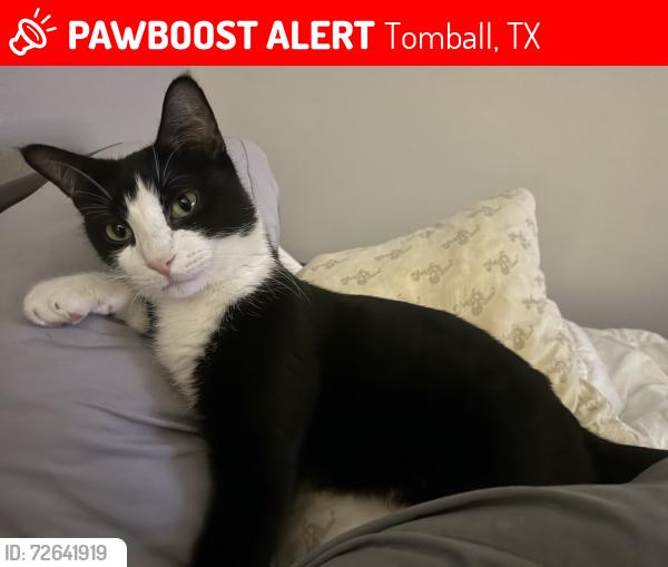 Lost Male Cat last seen Mueschke and hwy 99 , Tomball, TX 77377
