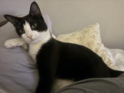 Lost Male Cat last seen Mueschke and hwy 99 , Tomball, TX 77377