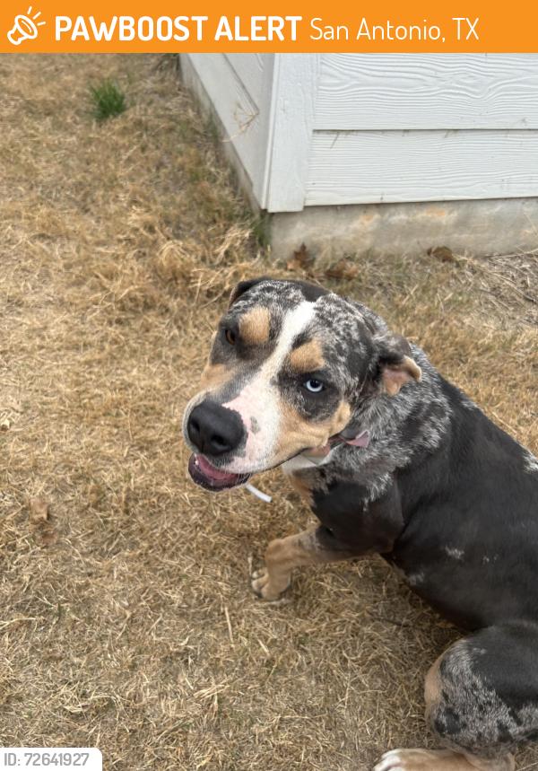 Found/Stray Female Dog last seen bucket way & silos ranch, San Antonio, TX 78252