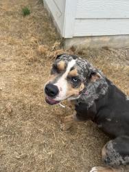 Found/Stray Female Dog last seen bucket way & silos ranch, San Antonio, TX 78252