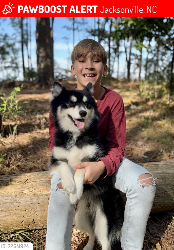 Lost Male Dog last seen Cobblestone way brookstone, Jacksonville, NC 28546