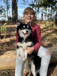 Lost Male Dog last seen Cobblestone way brookstone, Jacksonville, NC 28546