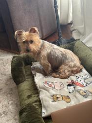 Found/Stray Female Dog last seen Hackberry, cherry St, San Antonio, TX 78210