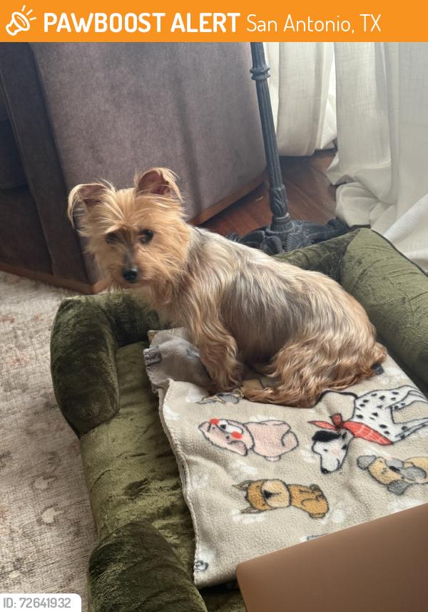Found/Stray Female Dog last seen Hackberry, cherry St, San Antonio, TX 78210