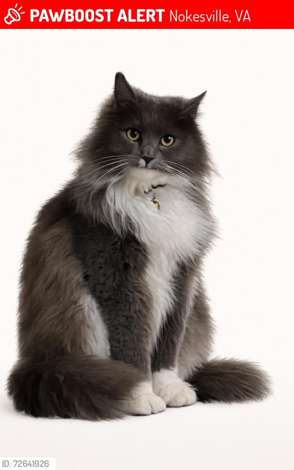 Lost Female Cat last seen Locust Hill, Nokesville, VA 20181