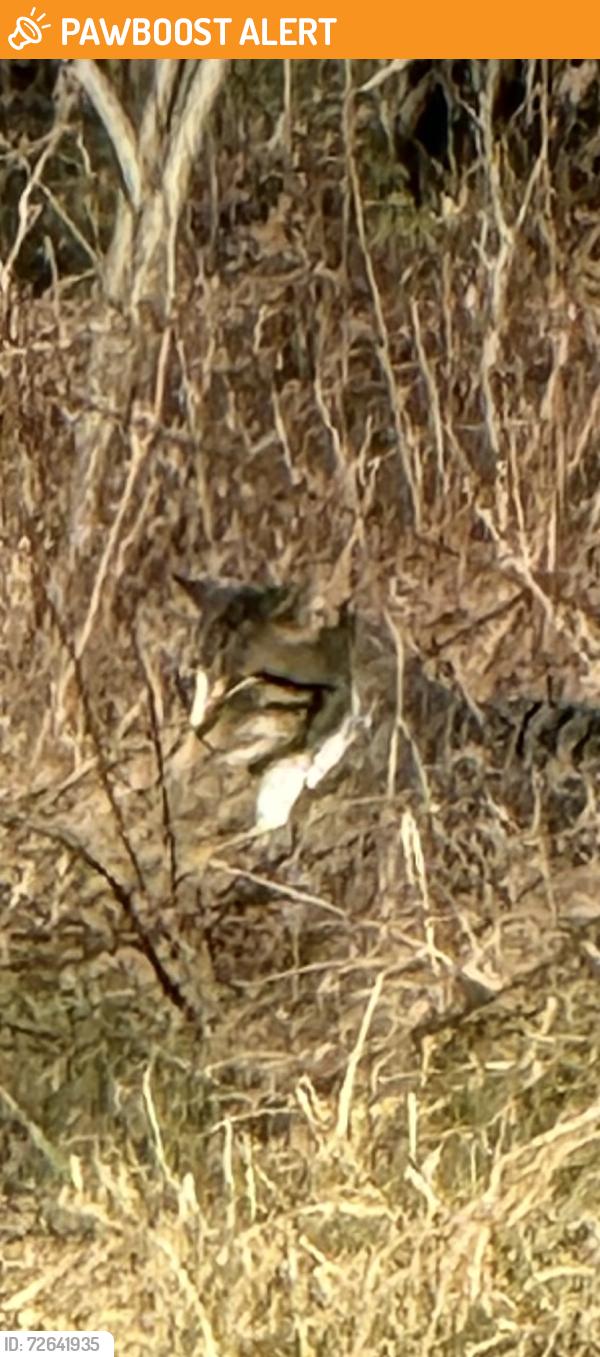 Found/Stray Unknown Cat last seen Corner of Sherwood/Hinsdale, South Fayette Township, PA 15057