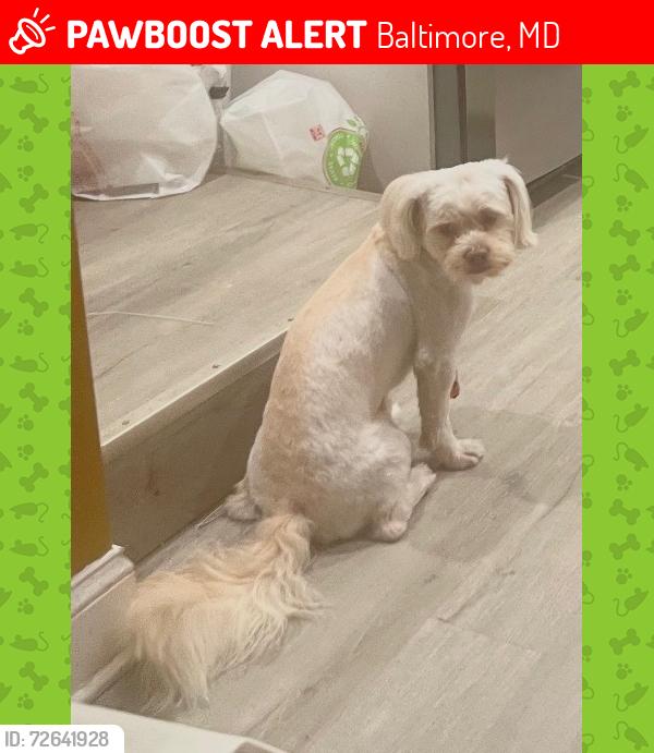 Lost Male Dog last seen Druid hill ave, Baltimore, MD 21217