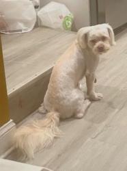 Lost Male Dog last seen Druid hill ave, Baltimore, MD 21217