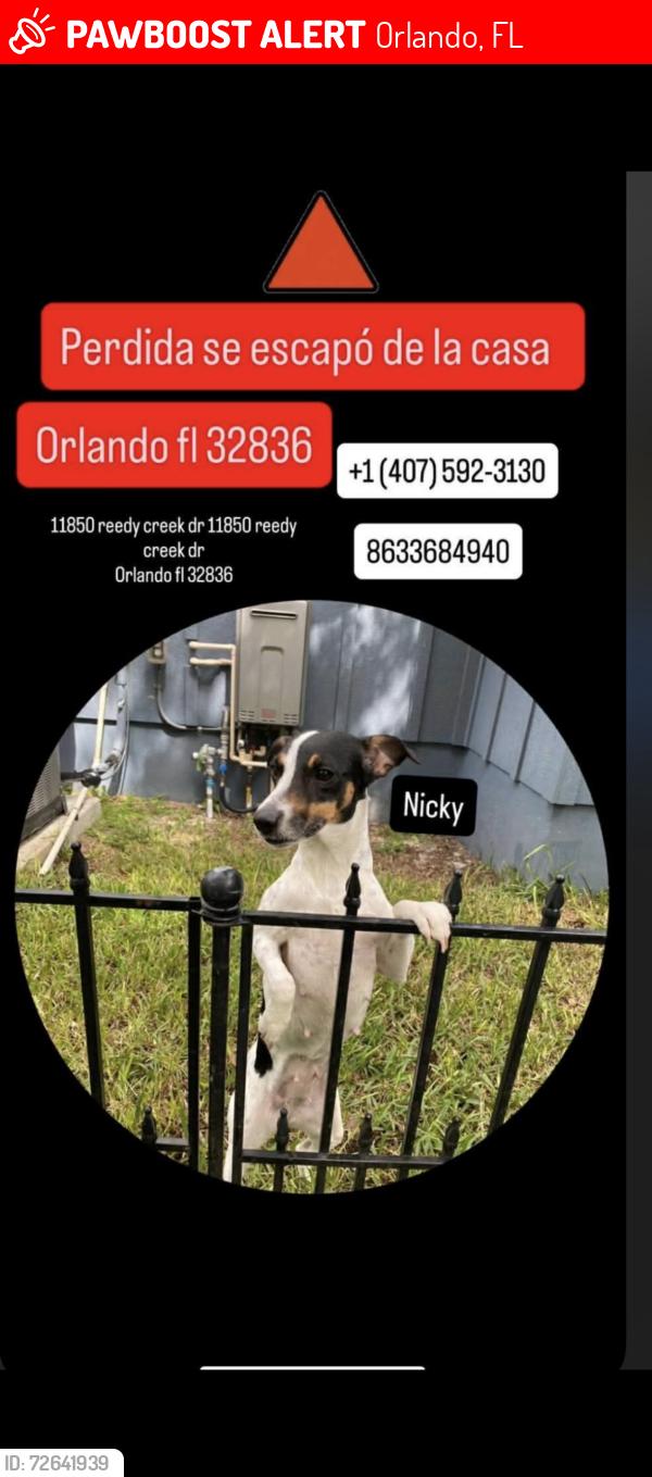 Lost Female Dog last seen Near Reedy Creek Dr, Orlando, FL 32836, Orlando, FL 32836