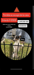 Lost Female Dog last seen Near Reedy Creek Dr, Orlando, FL 32836, Orlando, FL 32836