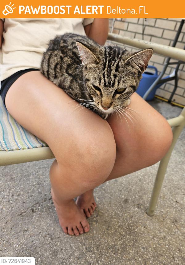 Found/Stray Female Cat last seen Catalina , Deltona, FL 32725