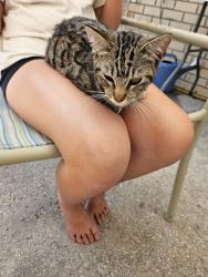 Found/Stray Female Cat last seen Catalina , Deltona, FL 32725