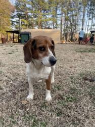 Found/Stray Female Dog last seen Hickory rd (s. Chesterfield), Petersburg, VA 23803
