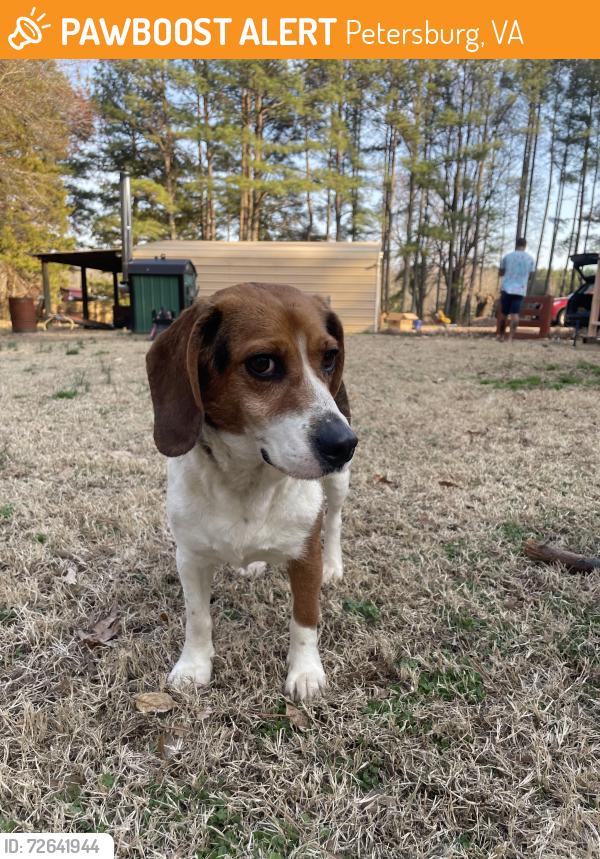 Found/Stray Female Dog last seen Hickory rd (s. Chesterfield), Petersburg, VA 23803