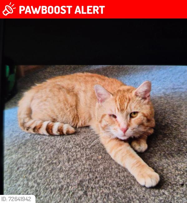 Lost Male Cat last seen David english centre, Bournemouth, Christchurch and Poole, England BH8
