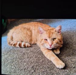 Lost Male Cat last seen David english centre, Bournemouth, Christchurch and Poole, England BH8