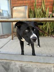Found/Stray Female Dog last seen Washington and Lincoln blvd , Marina del Rey, CA 90292