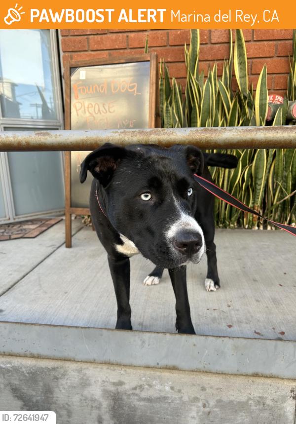 Found/Stray Female Dog last seen Washington and Lincoln blvd , Marina del Rey, CA 90292