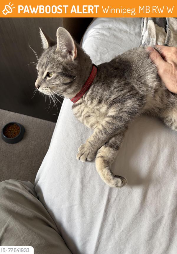 Found/Stray Male Cat last seen Between Manitoba Ave/Pritchard Ave (Backlane) & McGregor Street, Winnipeg, MB R2W 4W3