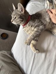 Found/Stray Male Cat last seen Between Manitoba Ave/Pritchard Ave (Backlane) & McGregor Street, Winnipeg, MB R2W 4W3