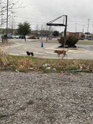 Found/Stray Unknown Dog last seen Roaming n this area by golden chicken, San Antonio, TX 78244