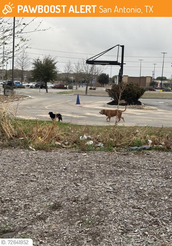 Found/Stray Unknown Dog last seen Roaming n this area by golden chicken, San Antonio, TX 78244