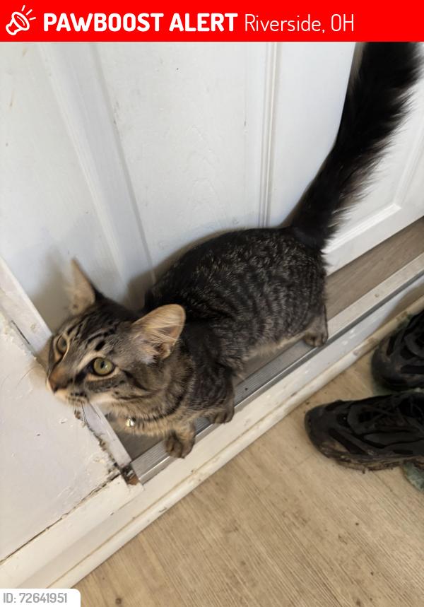 Lost Male Cat last seen Fairpark, Riverside, OH 45431