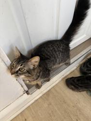 Lost Male Cat last seen Fairpark, Riverside, OH 45431