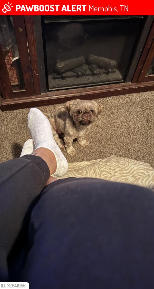 Lost Female Dog last seen Near Mallard Nest. On Riverdale Dr, Memphis, TN 38141