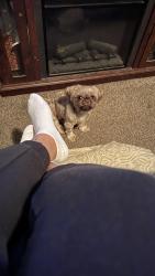 Lost Female Dog last seen Near Mallard Nest. On Riverdale Dr, Memphis, TN 38141