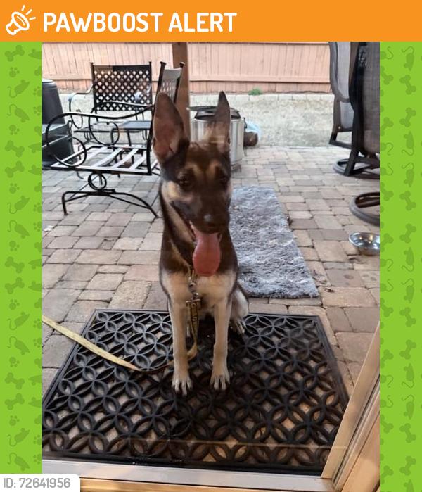 Found/Stray Female Dog last seen Hillandale at Haddington, Greenville County, SC 29609