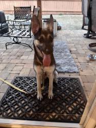 Found/Stray Female Dog last seen Hillandale at Haddington, Greenville County, SC 29609