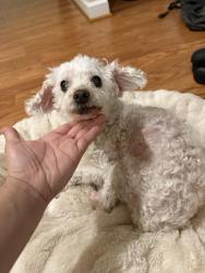 Lost Female Dog last seen Kildonan dr , Gaithersburg, MD 20879