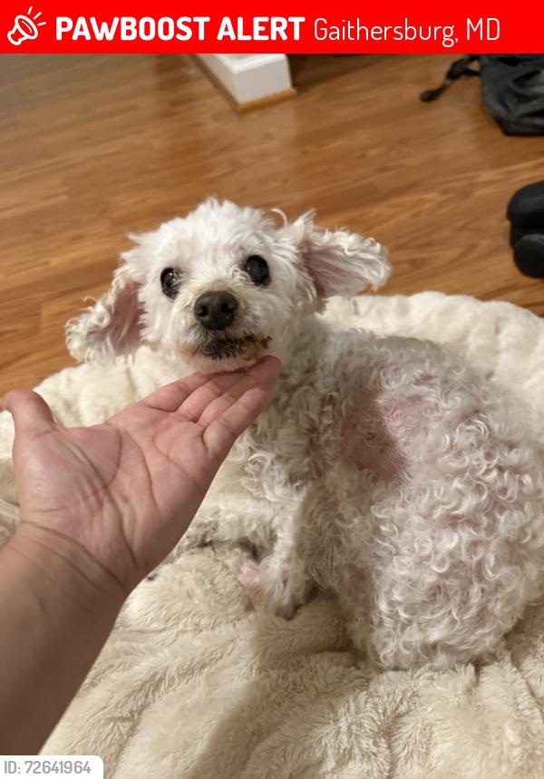 Lost Female Dog last seen Kildonan dr , Gaithersburg, MD 20879