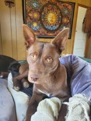 Lost Female Dog last seen Hidden hill lane, Haywood County, NC 28786