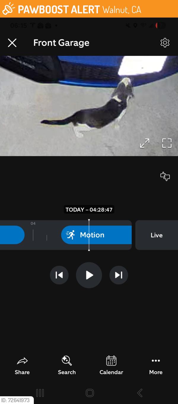 Found/Stray Unknown Cat last seen Granite wells Dr , Walnut, CA 91789