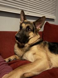 Lost Male Dog last seen Riverview Gardens High School, St. Louis, MO 63137