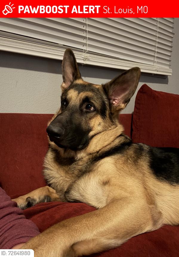 Lost Male Dog last seen Riverview Gardens High School, St. Louis, MO 63137