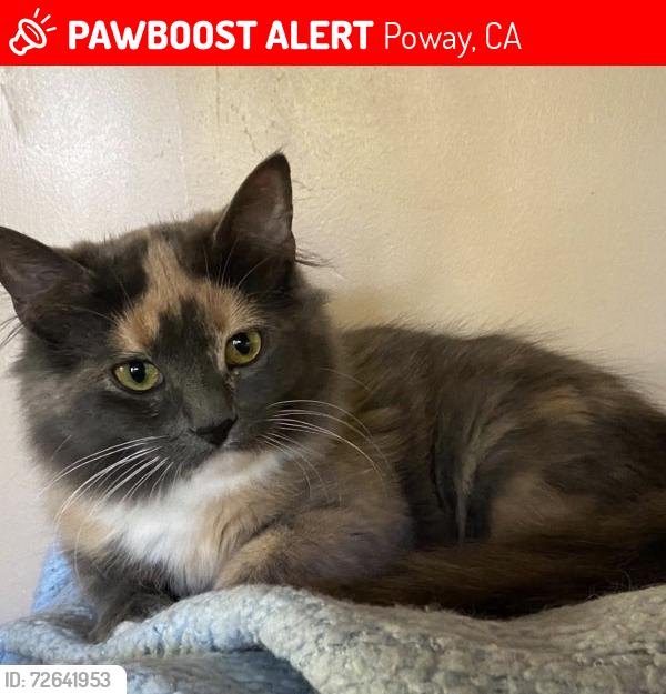 Lost Female Cat last seen Rancho Bernardo winery , Poway, CA 92064