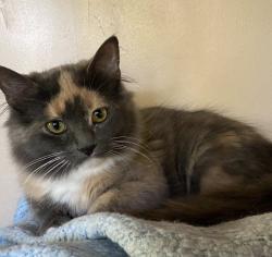 Lost Female Cat last seen Rancho Bernardo winery , Poway, CA 92064