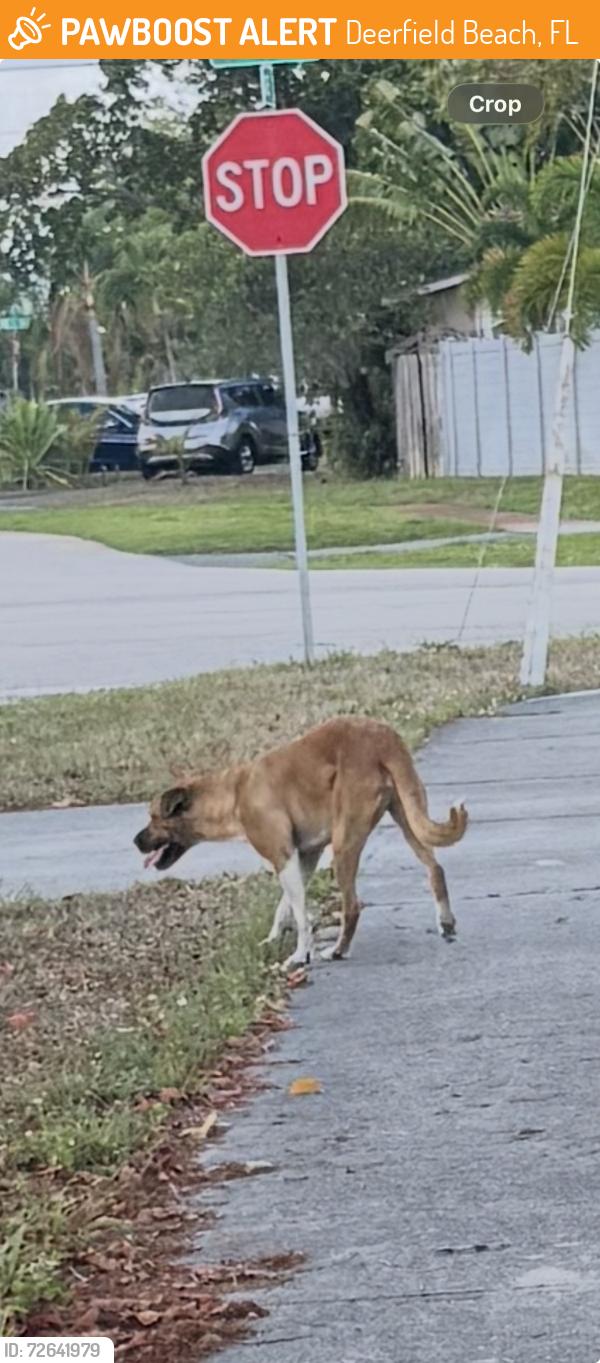 Found/Stray Male Dog last seen SE 11th Ct and SE 1st Way, Deerfield Beach, FL 33441