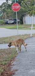 Found/Stray Male Dog last seen SE 11th Ct and SE 1st Way, Deerfield Beach, FL 33441