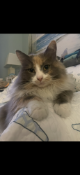 Lost Female Cat last seen  BRIDGE RESTAURANT, East New Market, MD 21631