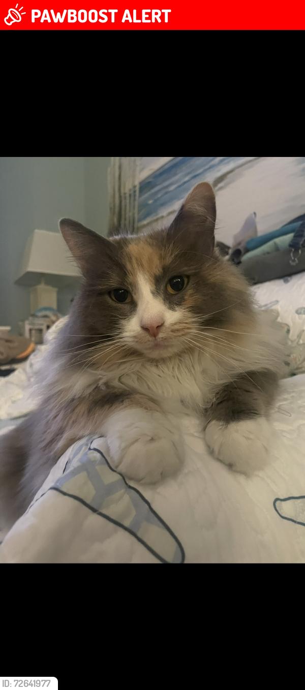 Lost Female Cat last seen  BRIDGE RESTAURANT, East New Market, MD 21631