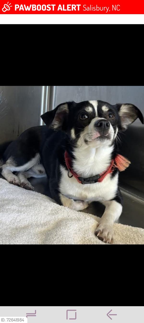 Lost Male Dog last seen E Ritchie Rd, Salisbury, NC, Salisbury, NC 28146