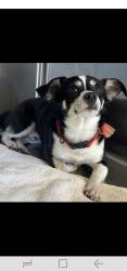 Lost Male Dog last seen E Ritchie Rd, Salisbury, NC, Salisbury, NC 28146